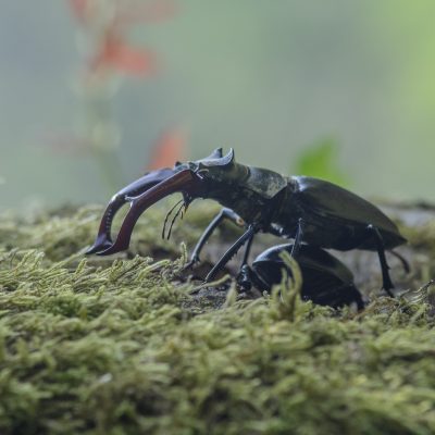 Ordem Coleoptera | Escaravelhos