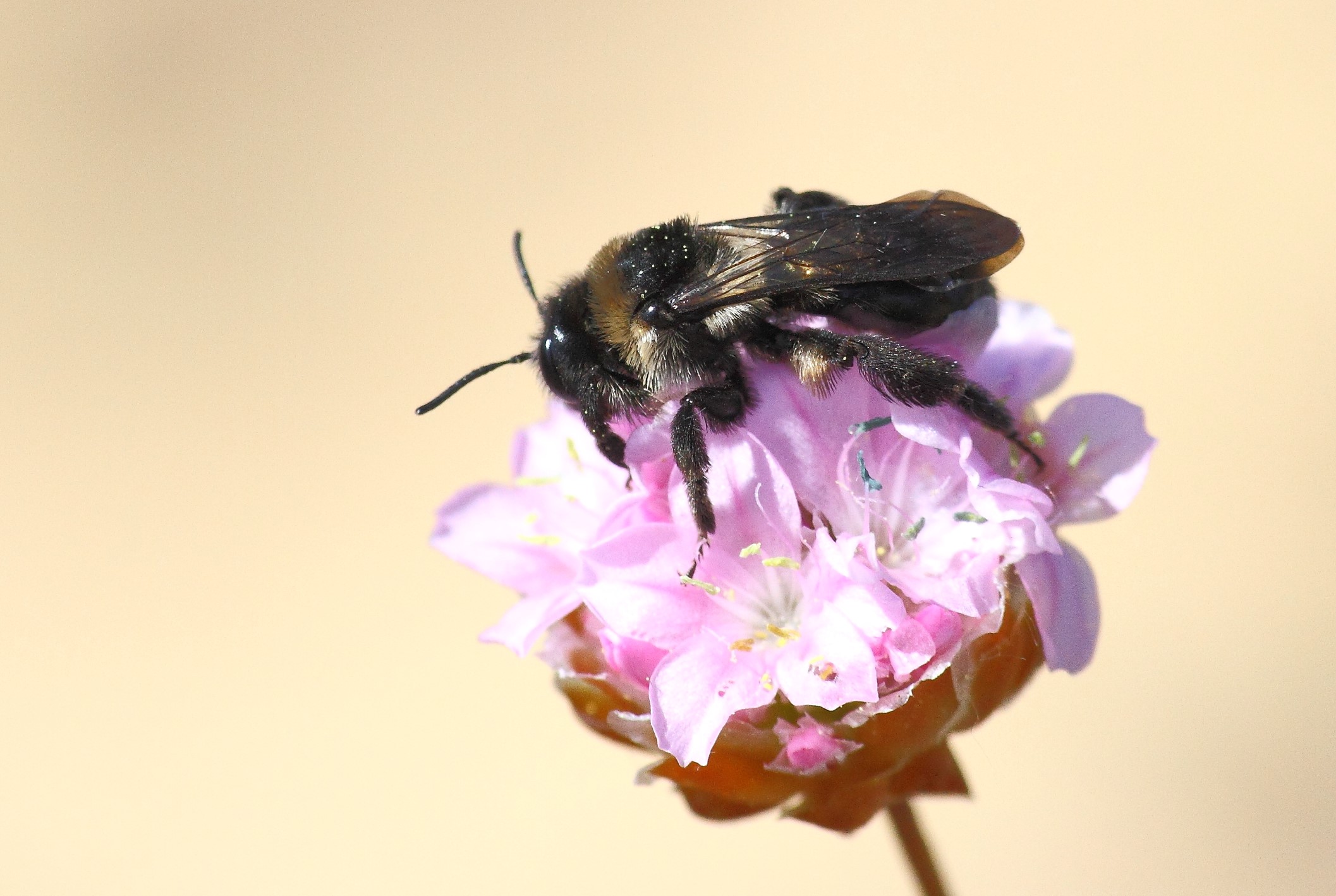 Ordem Hymenoptera | 
Formigas e abelhas