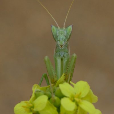 Apteromantis aptera
(anexos II e IV)