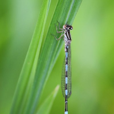Coenagrion mercuriale
(anexo II)