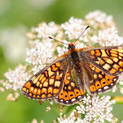 Euphydryas aurinia
(anexo II)