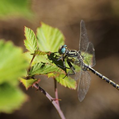 Gomphus graslinii
(anexos II e IV)