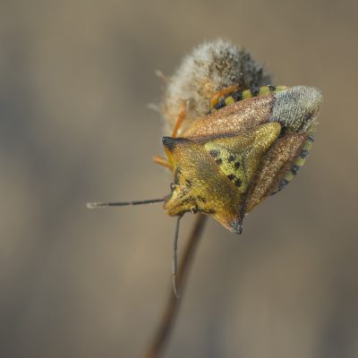 Ordem Hemiptera | Cigarras e percevejos