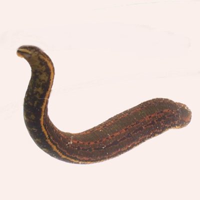 Hirudo medicinalis (anexo V)