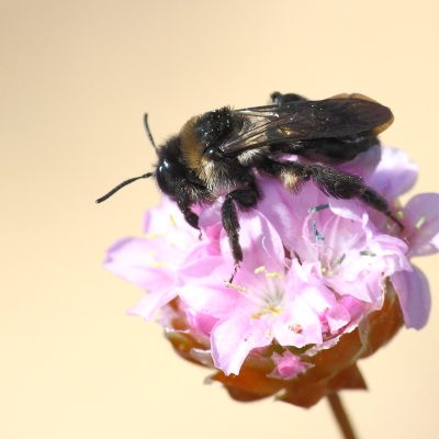 Ordem Hymenoptera | 
Formigas e abelhas