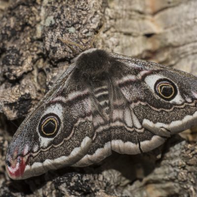 Ordem Lepidoptera | 
Borboletas
