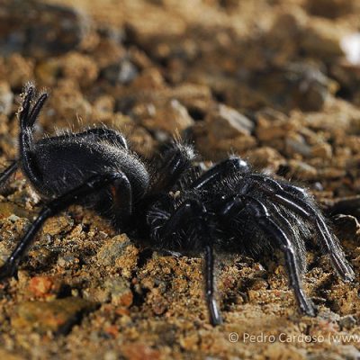 Macrothele calpeiana
(anexo IV)