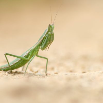 Ordem Mantodea | 
Louva-a-Deus