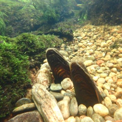 Margaritifera margaritifera