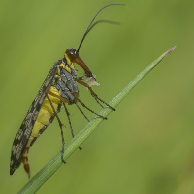Ordem Mecoptera | 
Moscas-escorpião