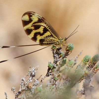 Ordem Neuroptera | 
Formigas-leão, crisopas e libelóides