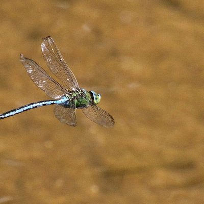 Ordem Odonata | 
Libélulas e libelinhas