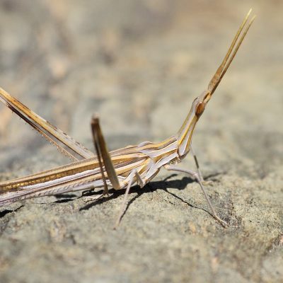 Ordem Orthoptera | 
Gafanhotos, grilos e saltões