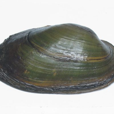 Unio tumidiformis
(anexos II e IV)