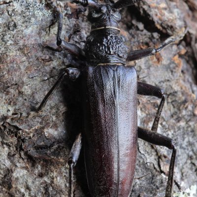 Cerambyx cerdo (anexos II e IV)