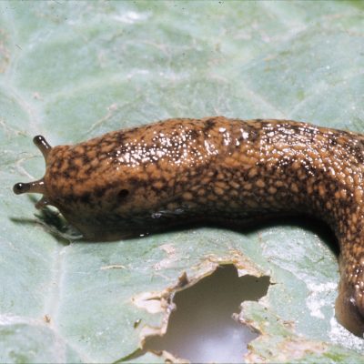 Geomalacus maculosus
(anexo II)