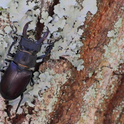 Lucanus cervus
(anexo II)