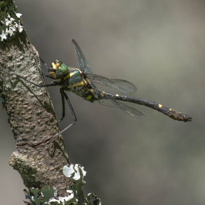 Macromia splendens
(anexos II e IV)