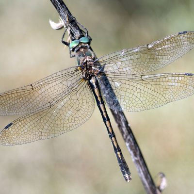 Oxygastra curtisii
(anexos II e IV)