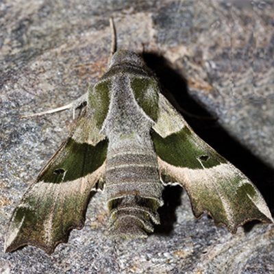 Proserpinus proserpina 
(anexo II)